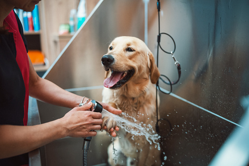 Pet Grooming Services